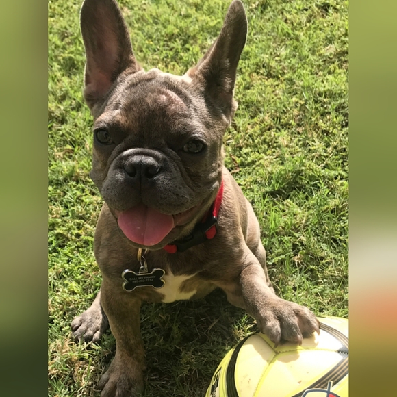 Meet your Posher, Michelle ( and Luna The Frenchie) - Picture 2 of 3